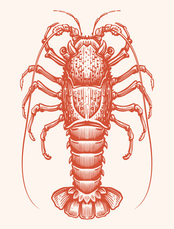 Sea spiny Lobster, hand drawn engraving style sketch. Seafood vector illustrationのイラスト素材