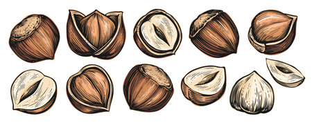Set of hazelnuts isolated on white background. Whole nut in broken shell. Vector illustrationのイラスト素材