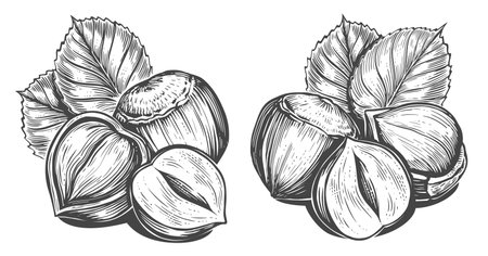 Hazelnuts with leaves. Nuts sketch vector illustration. Engraving style. Drawing with pen inkのイラスト素材