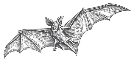 Flying vampire bat. Vintage sketch vector illustration for Halloween holiday decorationのイラスト素材