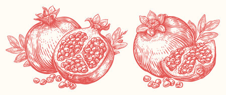 Healthy ripe pomegranate with leaves. Fresh tropical fruit. Hand drawn vector illustrationのイラスト素材