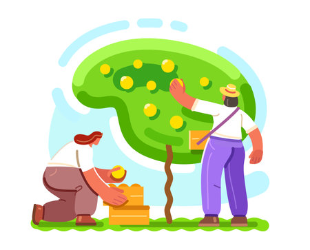 People pick fruits from tree. Farm workers or farmers working in garden. Farming, gardening conceptのイラスト素材