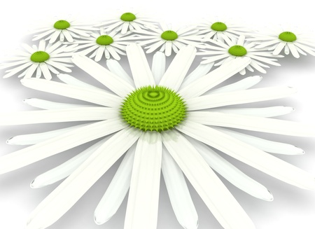 field chamomileの写真素材