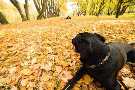 Black dog in the autumn park looking at the coupleの写真素材