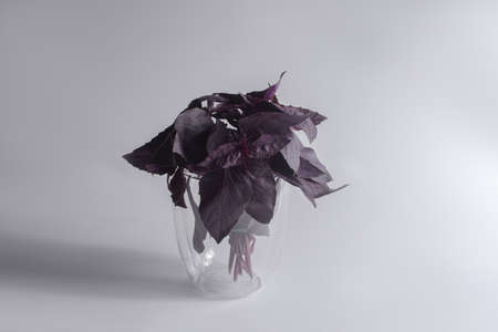 Basil in a glass on a gray background. Basil in glass cup on gray background.の写真素材