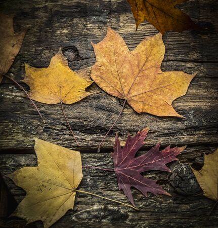 autumn leaves on a wooden texture, top viewの写真素材