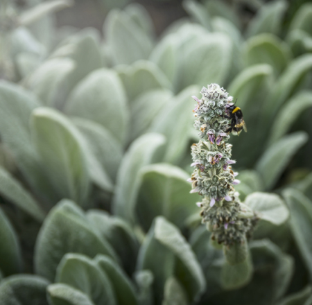 bumble bee on garden flowers in the natural backgroundの写真素材