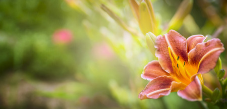Orange Lily on the background green summer Garden, bannerの写真素材