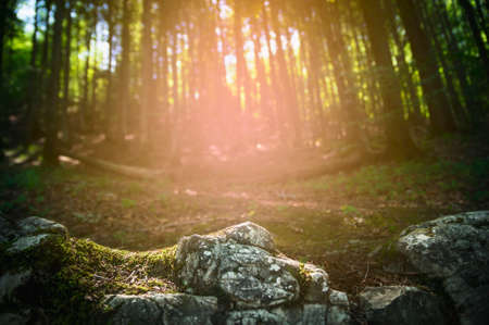 rocks with moss in a forest and sunset backgroundの写真素材