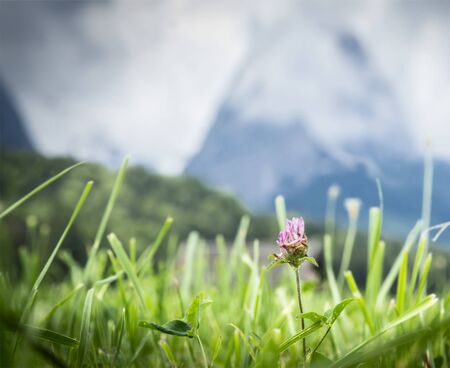 flower of clover in grass on mountains  backgroundの写真素材