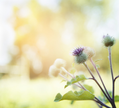 thistles flower on blurred nature backgroundの写真素材