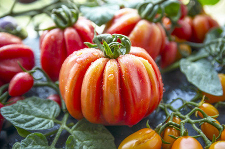 red and yellow tomatoes on a branch with leaves, close upの写真素材