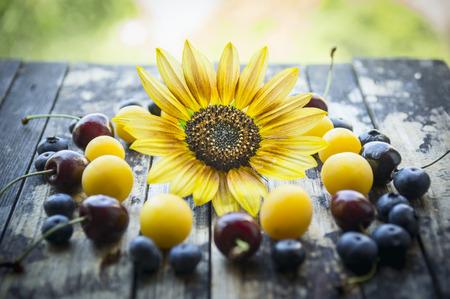 fresh plums, blackberries,cherry, blueberries, apricots on a wooden table with sunflower and natural backgroundの写真素材