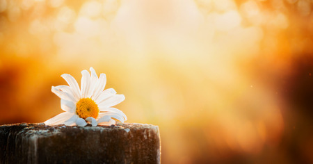 daisy flower on a wooden table on a natural background sunset sky, banner for websiteの写真素材