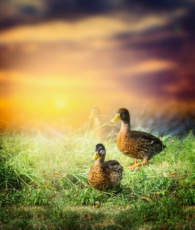 wild duck on the grass on the background of beautiful nature and sunset skyの写真素材
