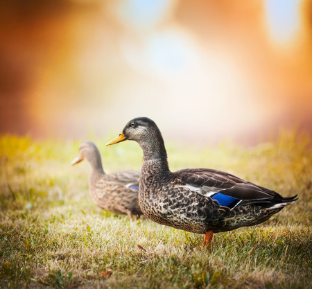 wild duck on a background of the beautiful landscape and sunsetの写真素材