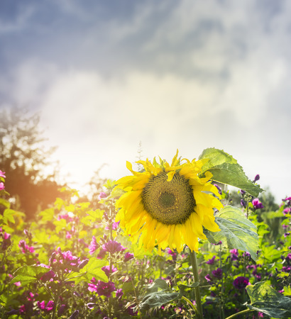 big yellow sunflower on the natural background of wild flowers and the blue sky, close upの写真素材