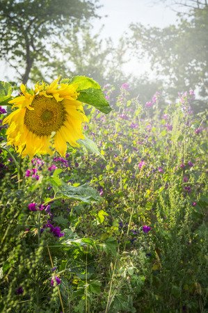sunflower on the natural background of wild flowers and herbs in the summer sunの写真素材