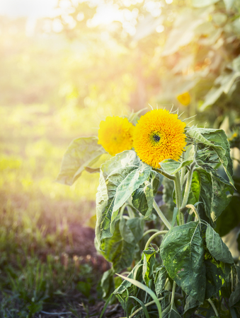 Yellow flowers with green leaves on natural sunlight backgroundの写真素材