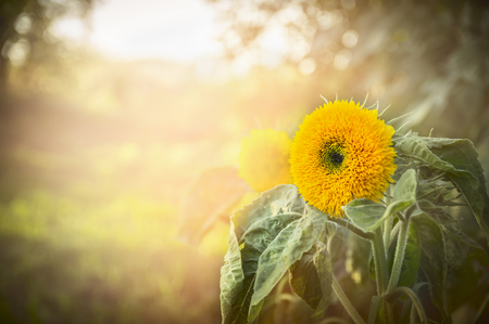 yellow flower with green leaves on natural sunlight backgroundの写真素材