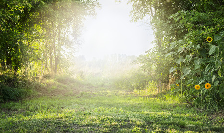 summer landscape with green grass and trees, with bright sunlightの写真素材
