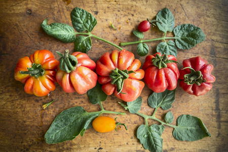 domestic large red and yellow tomatoes with leaves on wooden background, close up, top viewの写真素材