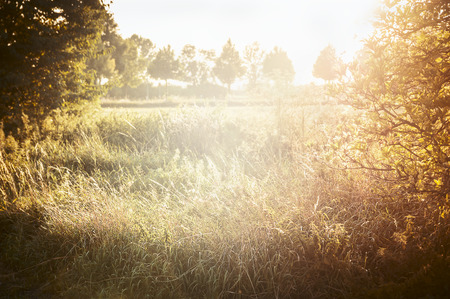 autumn landscape with yellow grass and leaves with sunlight skyの写真素材