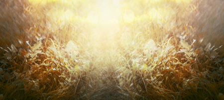 autumn grass with sunlight, natural background, banner for websiteの写真素材