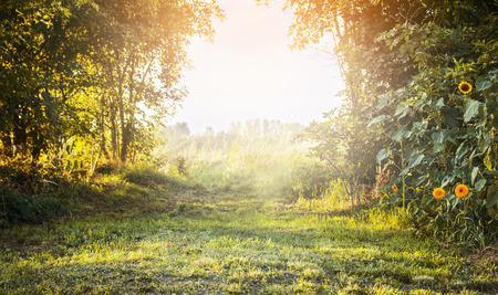 summer landscape, with green grass and trees, yellow flowers with sunlight sky, natural backgroundの写真素材
