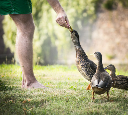 man in green shorts standing on the grass and feeding three wild ducks with bread on hand background summer sun backgroundの写真素材