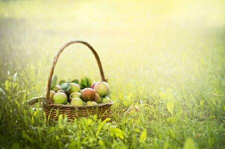 apples in a basket on the green grass and sun backgroundの写真素材
