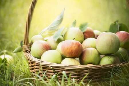 Fresh apples in the basket on the green grass and natural background, close upの写真素材