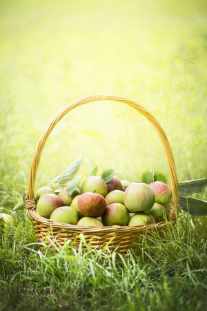 wild apples in a wicker basket on the grass on a sunny natural backgroundの写真素材