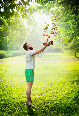 a bearded man on a green meadow throws apples out of basket on a background of the solar natural backgroundの写真素材
