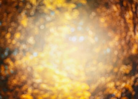 blurred sunny autumn landscape with bokeh and trees and leaves