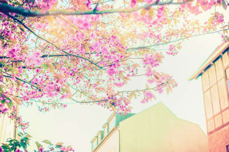 Spring in the city streets, the pink flowers in the sunlight urban landscapeの写真素材