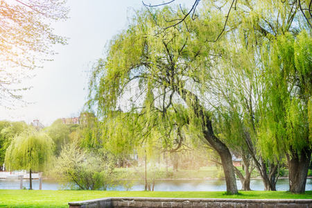 evening sunny landscape of city park with a lake and treesの写真素材