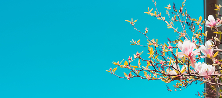 branches of magnolia blossoms against the blue sky, blurred background banner for web siteの写真素材