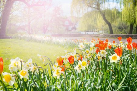 flowerbed with colorful flowers in the city park, creating a soft background with sunlightの写真素材
