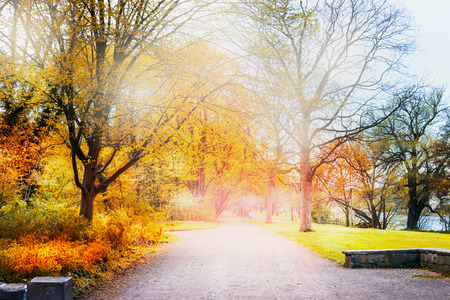 autumn day in the park, walkway with trees with yellow leaves, park on the banks of the river, beautiful landscapeの写真素材