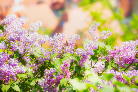 Lilac blossom with bokeh over sky background. Outdoor nature background with lilac flowering in garden or park, bannerの写真素材