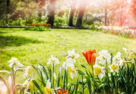 Beautiful tulips flowers bed in park or garden over sprig sky backgroundの写真素材