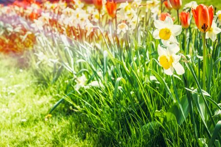 summer and spring landscape, a flower bed with tulips in the sunlight, blurred backgroundの写真素材