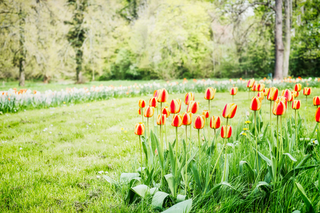 summer and spring landscape, a flower bed with tulips in the sunlight, blurred backgroundの写真素材