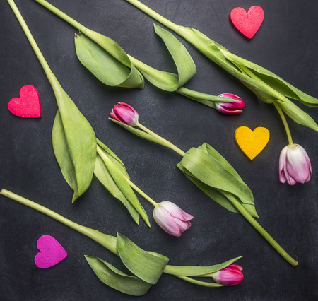 Beautiful multi-colored tulips and decorative hearts lined on a dark chalkboard, top viewの写真素材