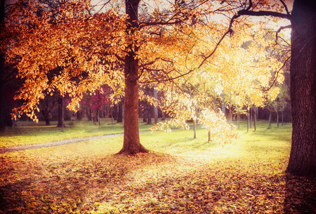 Beautiful autumn alley landscape with colorful fall foliage of trees ,sunlight and text Autumn coming, fall outdoor nature in park or countryの写真素材