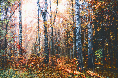 autumn forest landscape, yellow trees, sunny evening raysの写真素材