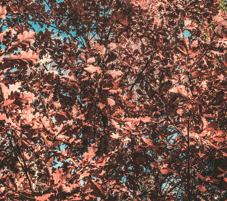 autumn landscape, yellow trees on a background of blue sky, background, space for textの写真素材