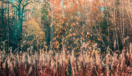 autumn forest landscape yellow leaves, various plantsの写真素材