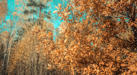 autumn forest landscape yellow leaves with blue skyの写真素材